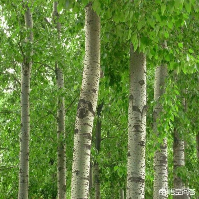 欧美杨树