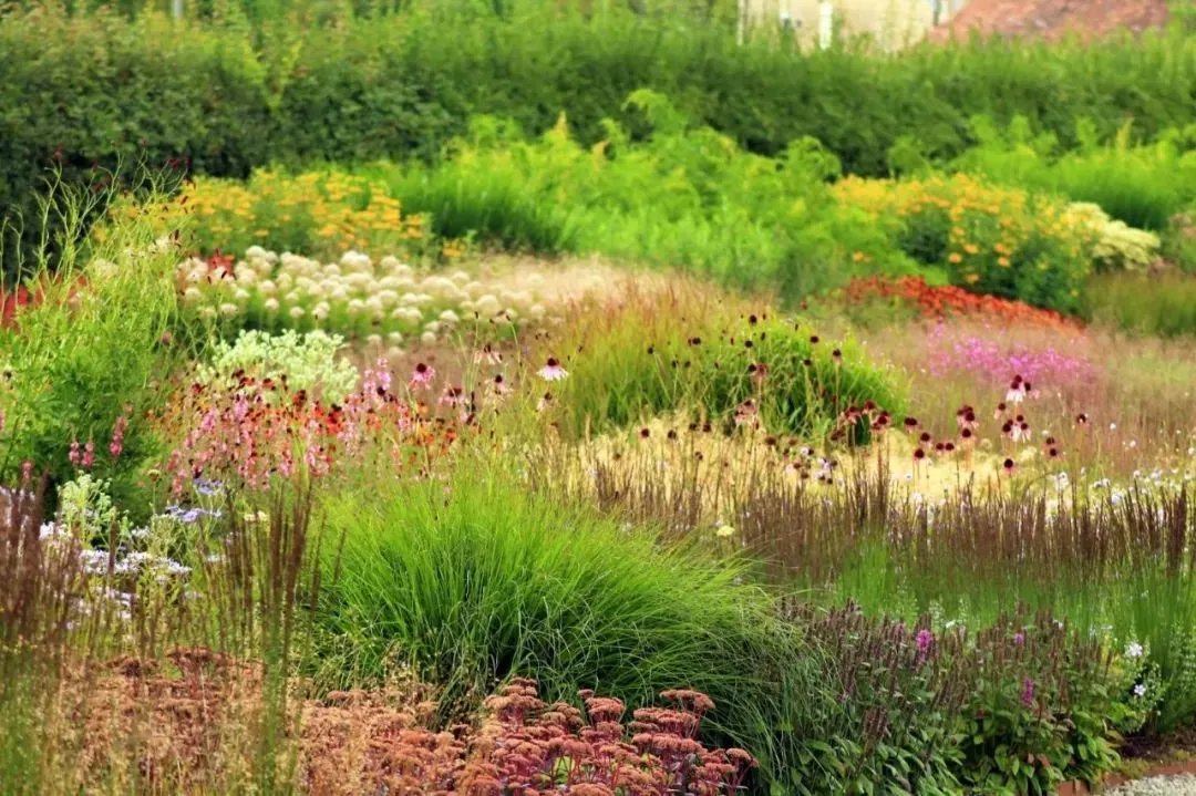原创:花境按植物材料的分类及各自优缺点