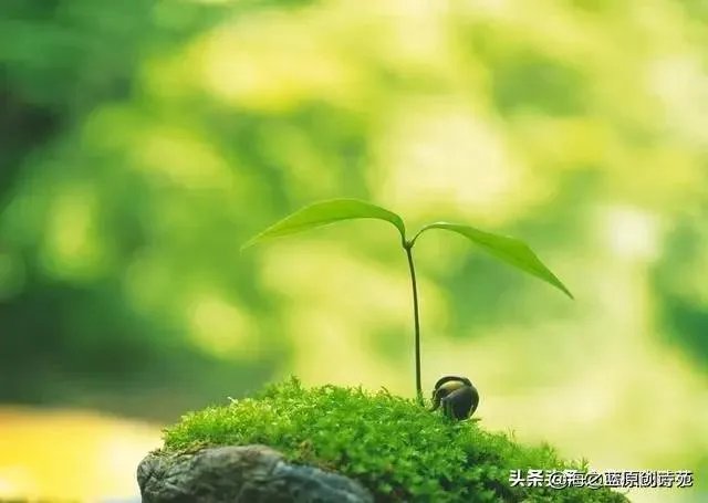 没有一个冬天不可逾越没有一个春天不会来临是什么意思? - 芝士回答