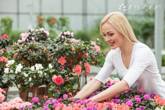 伊帕尔汗薰衣草精油怎么用？伊帕尔汗薰衣草精油价格[图]