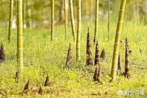 农村田野很多野菜都冒出了头,什么野菜是这个时节比较好采又好吃的?