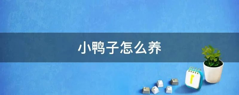 小鸭子怎么养
