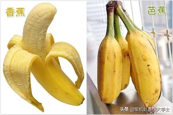 香蕉和芭蕉怎么区别?