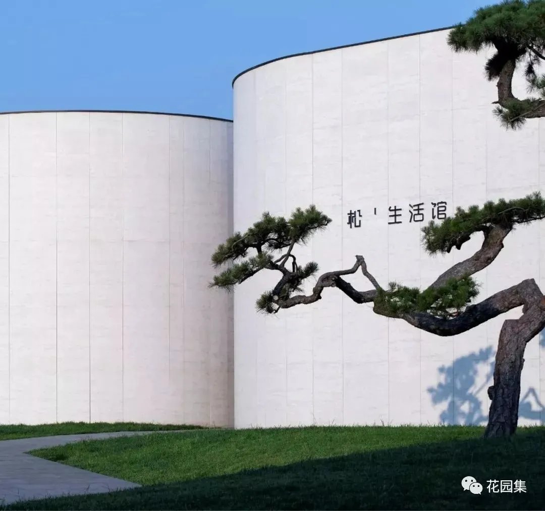 造型松,无奇不自由!气质庭院必备元素