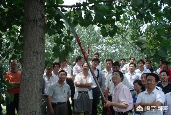 欧美杨树