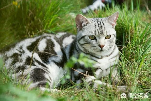 小猫死了拿去挂树被别的猫看见了有什么忌讳吗?
