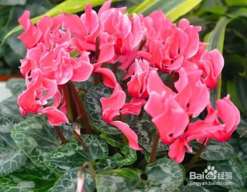 仙鹤来花怎么养 怎么养好仙鹤来花