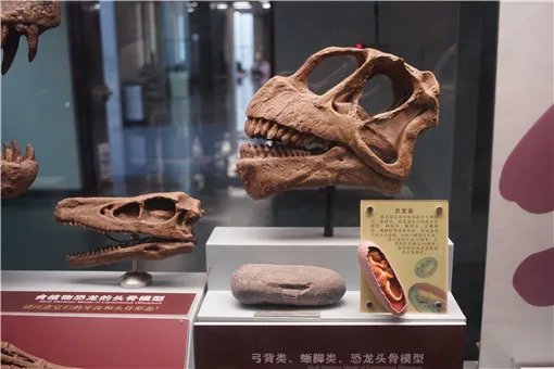 江西工地挖出6600万年前恐龙蛋化石，究竟长什么样？