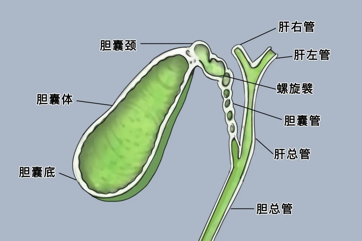 肝胆解剖图