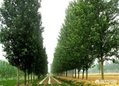 欧美杨树