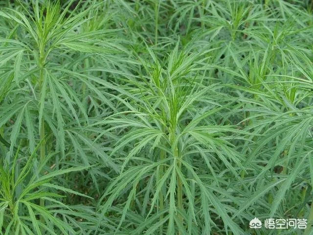 农村田野很多野菜都冒出了头,什么野菜是这个时节比较好采又好吃的?