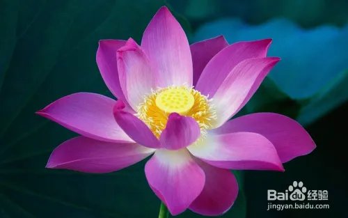 健康之路之养生美容多吃”花“