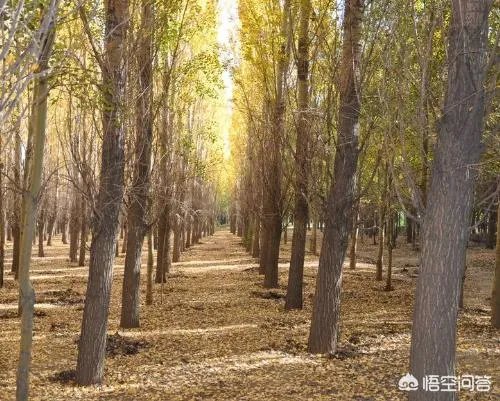 欧美杨树