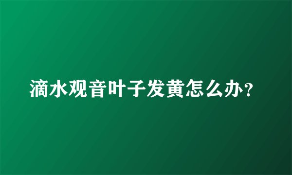 滴水观音叶子发黄怎么办?