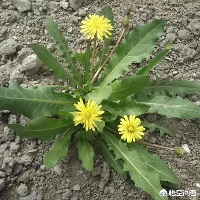 农村田野很多野菜都冒出了头,什么野菜是这个时节比较好采又好吃的?