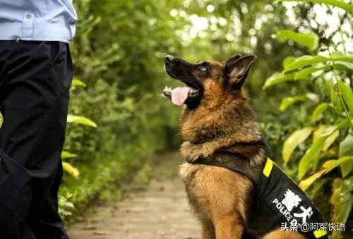 广元七旬老人深山迷路被困5天,警犬悬崖下将其找到, 你怎么看?