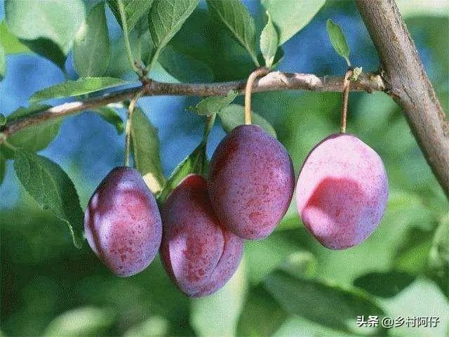 智利西梅好还是澳洲西梅好？