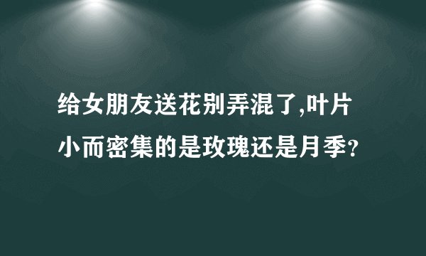 给女朋友送花别弄混了,叶片小而密集的是玫瑰还是月季？