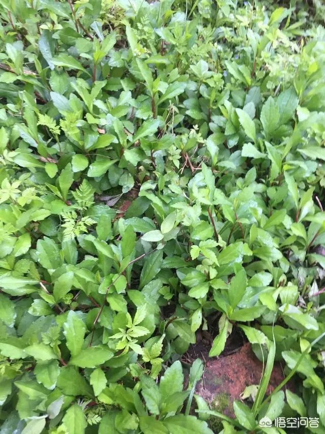 农村田野很多野菜都冒出了头,什么野菜是这个时节比较好采又好吃的?