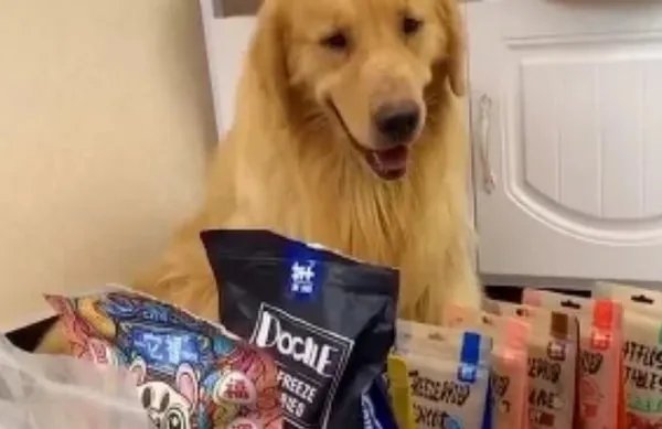 宠物博主让狗当大胃王,为了卖货就可以不择手段?
