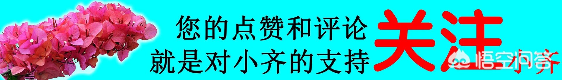 花盆里有小飞虫怎么办？