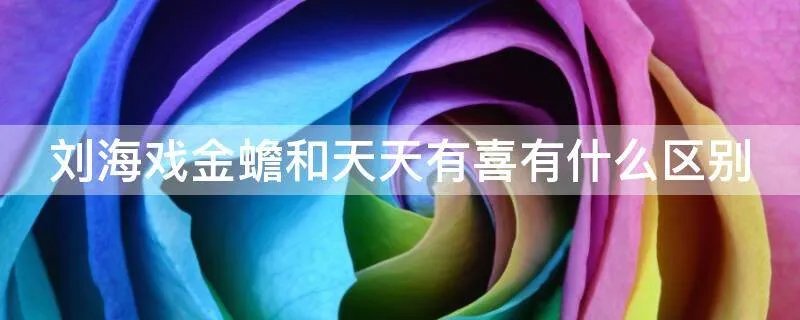 刘海戏金蟾和天天有喜有什么区别