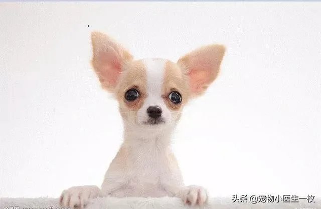 为什么我家狗狗每次突然见到主人我,都会尿失禁?