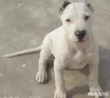 怎么区分比特犬、杜高犬和卡斯特牧羊犬？