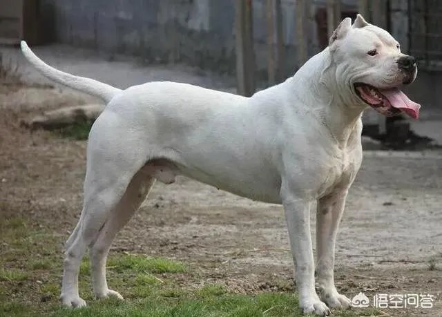 怎么区分比特犬、杜高犬和卡斯特牧羊犬？