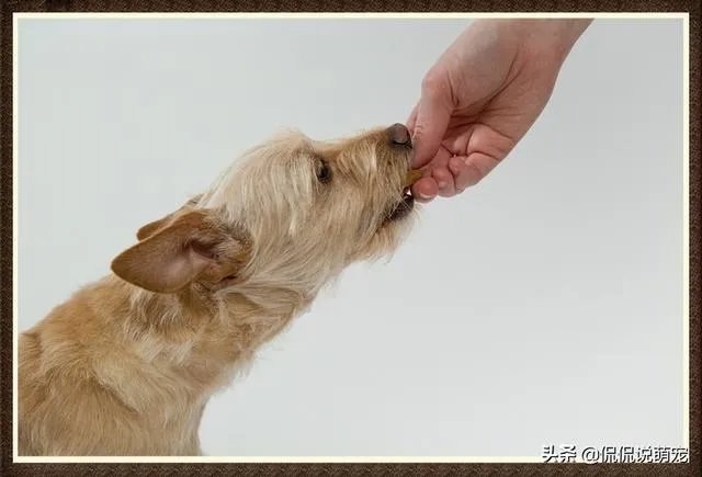 为什么我家狗狗每次突然见到主人我,都会尿失禁?