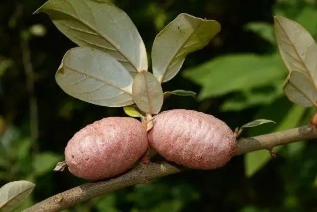 云南天坑接连发现极危物种,消失了106年的竹生羊奶子是什么?