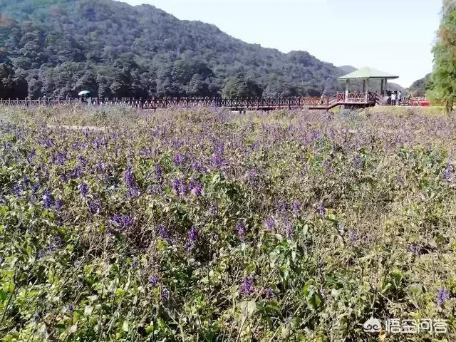 广东省从化市石门国家森林公园好玩吗?从广州市区怎么去?