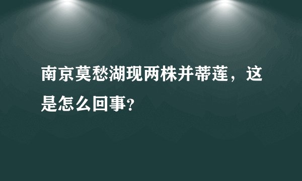 南京莫愁湖现两株并蒂莲,这是怎么回事?
