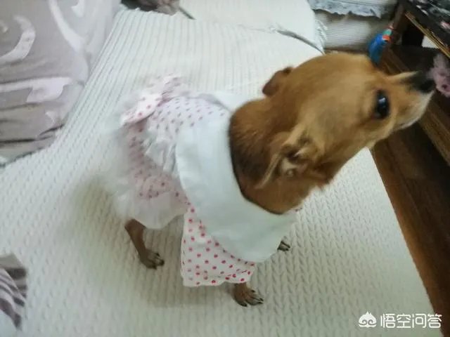 为什么我家狗狗每次突然见到主人我,都会尿失禁?