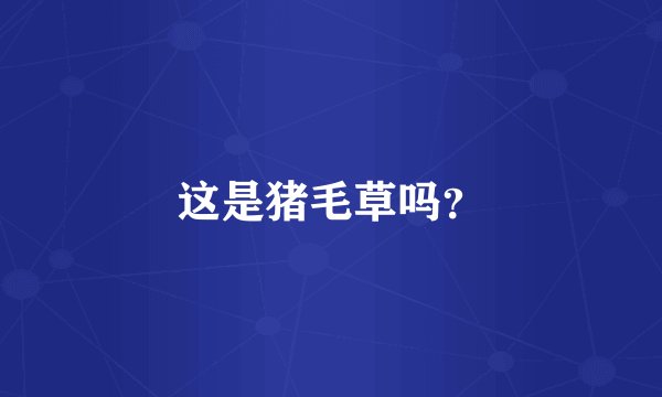 这是猪毛草吗？