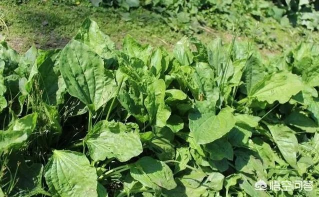 农村田野很多野菜都冒出了头,什么野菜是这个时节比较好采又好吃的?