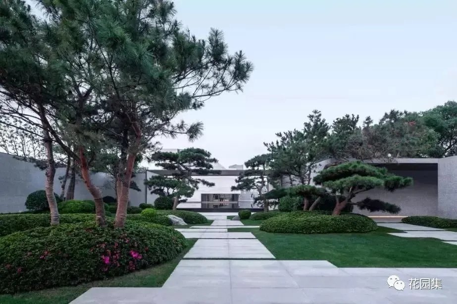 造型松,无奇不自由!气质庭院必备元素