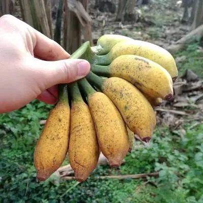 香蕉和芭蕉怎么区别？