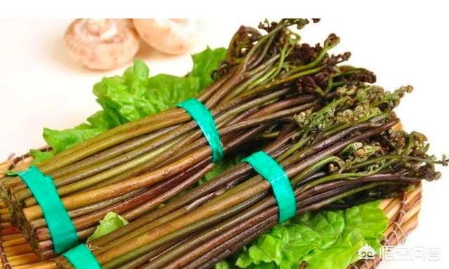农村田野很多野菜都冒出了头,什么野菜是这个时节比较好采又好吃的?