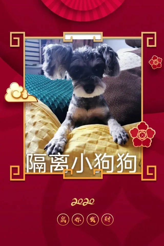 为什么很多养过雪纳瑞的人,都不愿意再养其他的狗呢?