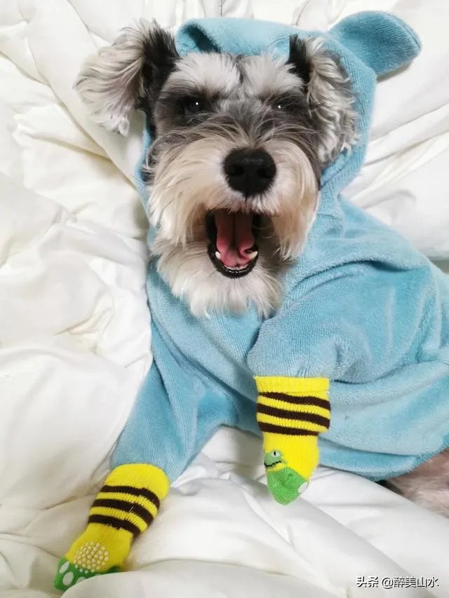 为什么很多养过雪纳瑞的人,都不愿意再养其他的狗呢?