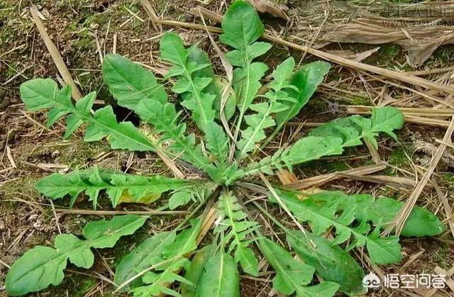 农村田野很多野菜都冒出了头,什么野菜是这个时节比较好采又好吃的?