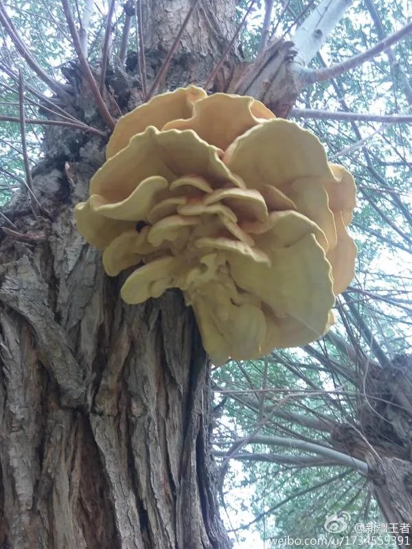 柳树菇的主要功能