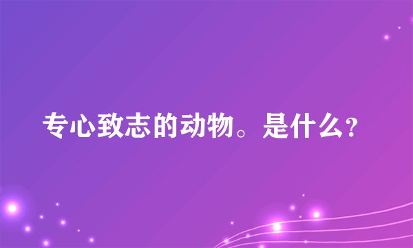 专心致志的动物。是什么？