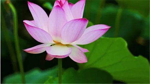 荷花象征着什么 荷花具备哪些特点