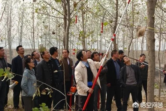 欧美杨树