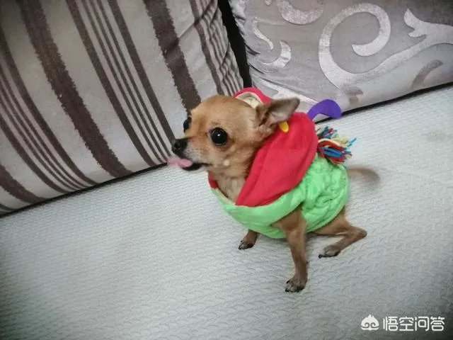 为什么我家狗狗每次突然见到主人我,都会尿失禁?