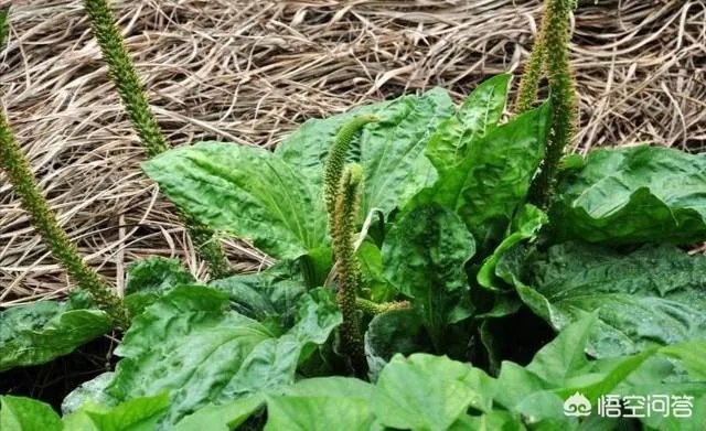 农村田野很多野菜都冒出了头,什么野菜是这个时节比较好采又好吃的?