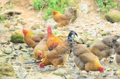 养猪大户丁磊养鸡,他会成功吗?