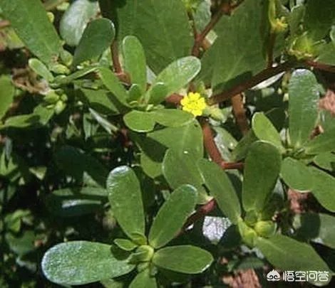 农村田野很多野菜都冒出了头,什么野菜是这个时节比较好采又好吃的?